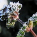 Frost on Clover by homeschoolmom