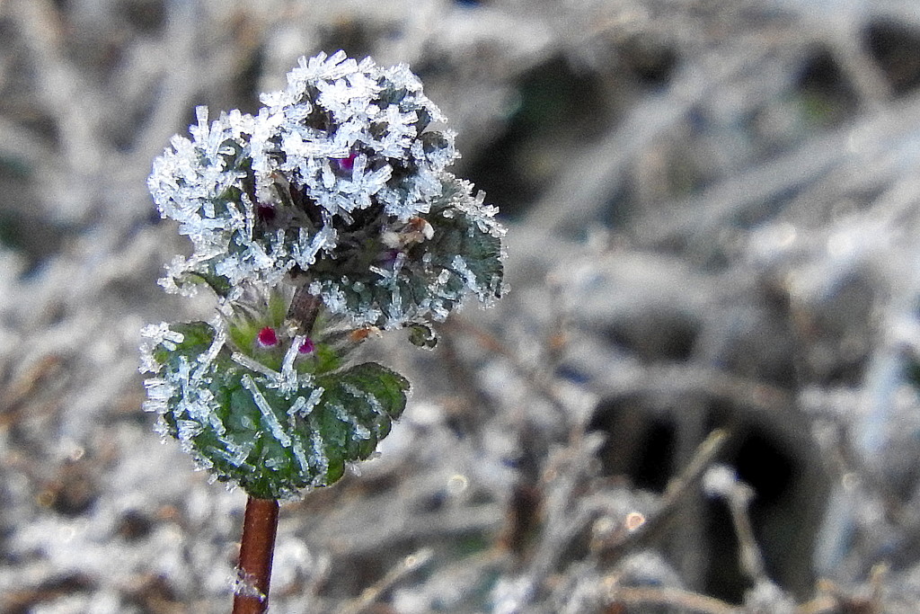 Frosty clover by homeschoolmom