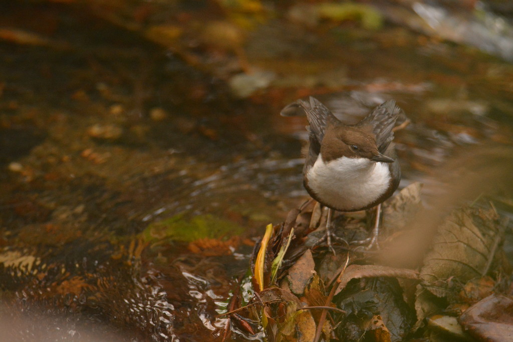 Ready, Steady..........(White Throated Dipper) by ziggy77