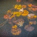 Frozen Water Lillies by samae
