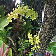 27th Jan 2019 - Tree Orchids ~       