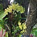 Tree Orchids ~        by happysnaps