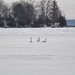 Swans by frantackaberry
