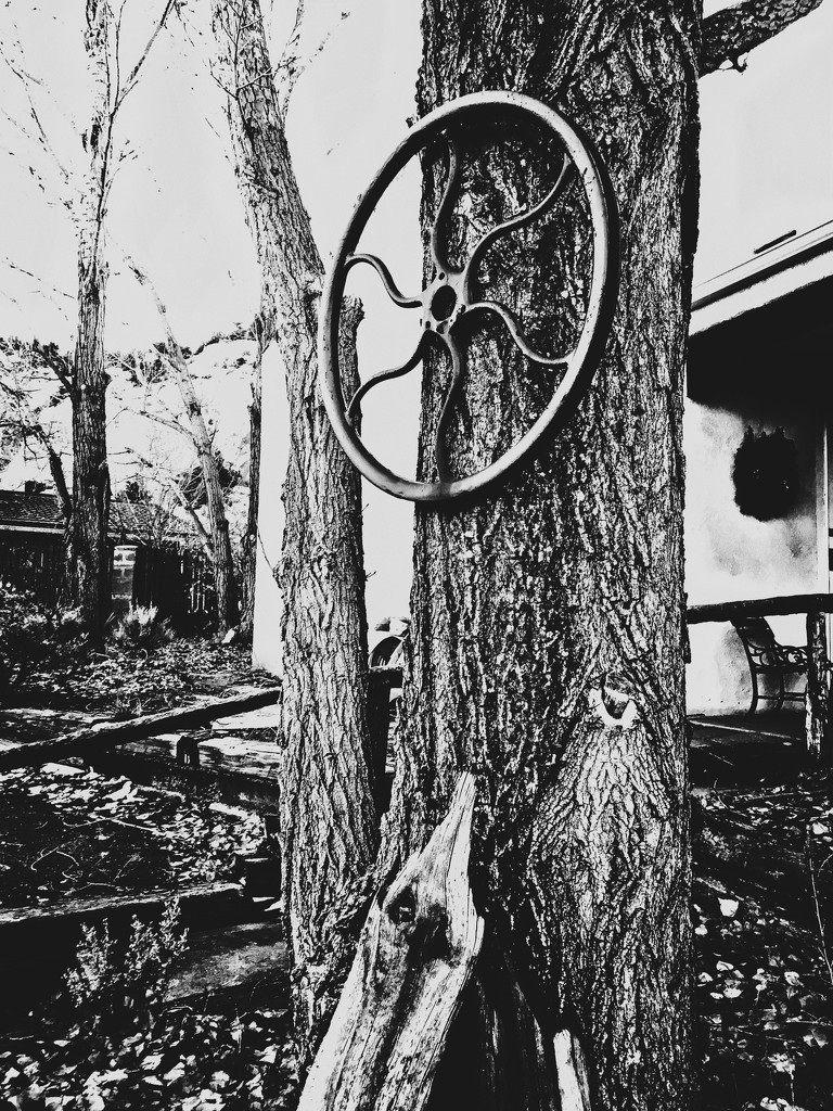 Wheel on Tree by jeffjones
