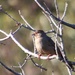 We Spotted This Towhee While Out on a Walk Today by markandlinda