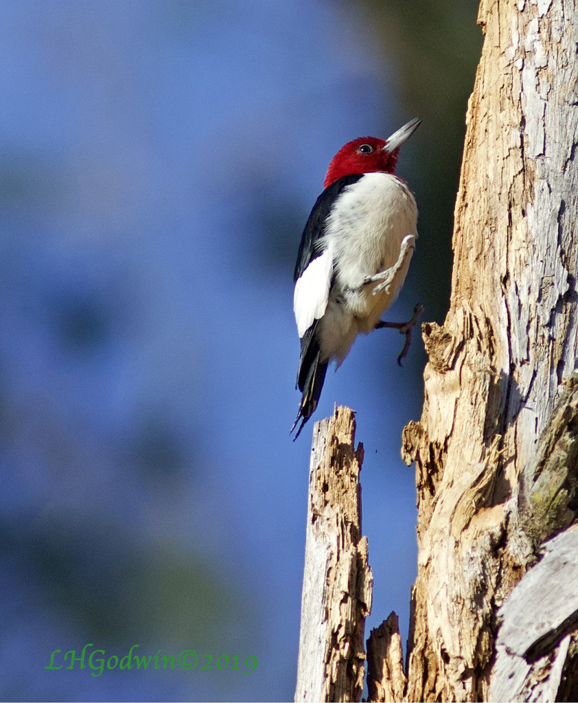 LHG_4351 Redheaded Woodpecker Jumps by rontu