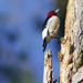 LHG_4351 Redheaded Woodpecker Jumps by rontu