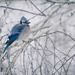The Blue in My Winter Sky by lyndemc