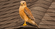 26th Jan 2019 - Red Shouldered Hawk on the Roof!