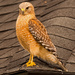 Red Shouldered Hawk on the Roof! by rickster549