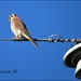 High Wire Kestrel... by soylentgreenpics