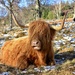 Another Highland Beastie! by jamibann