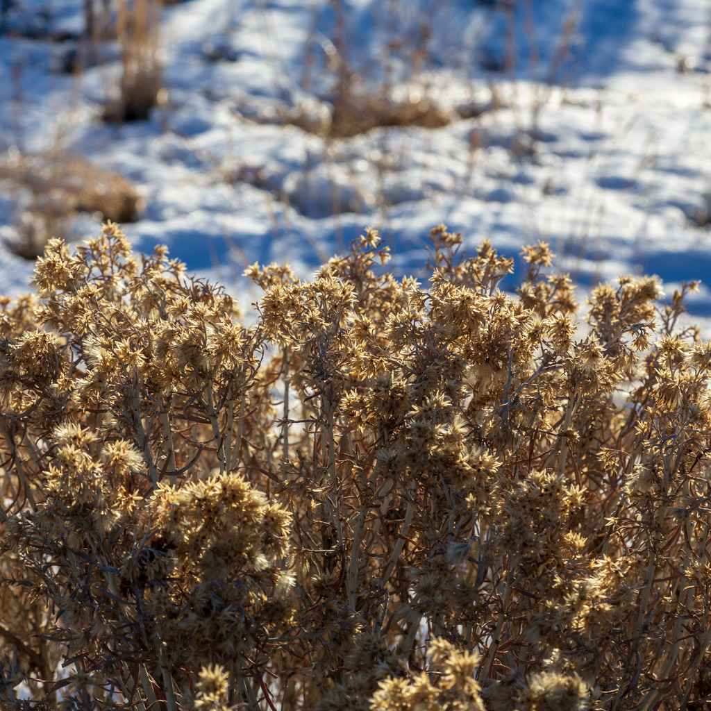 Winter weed bouquet by lindasees