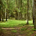 Liz's Dad's Woods by nickspicsnz