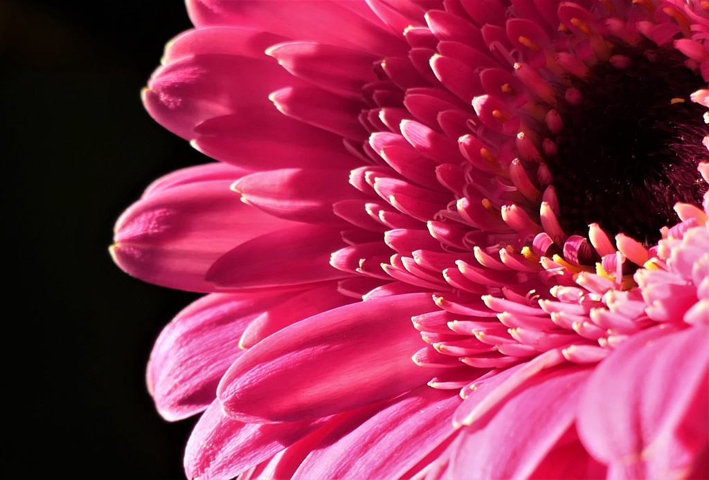 Just Another Gerbera by carole_sandford