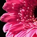 Just Another Gerbera by carole_sandford