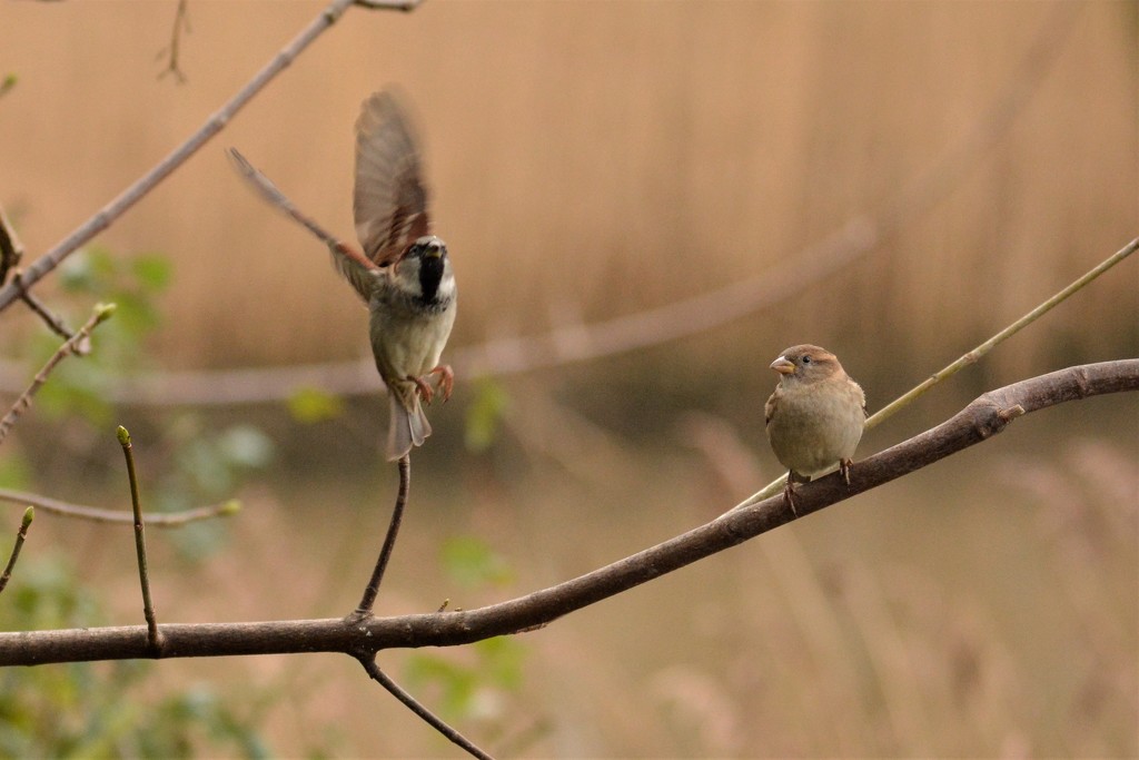 Tree sparrows........... by ziggy77