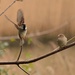 Tree sparrows........... by ziggy77