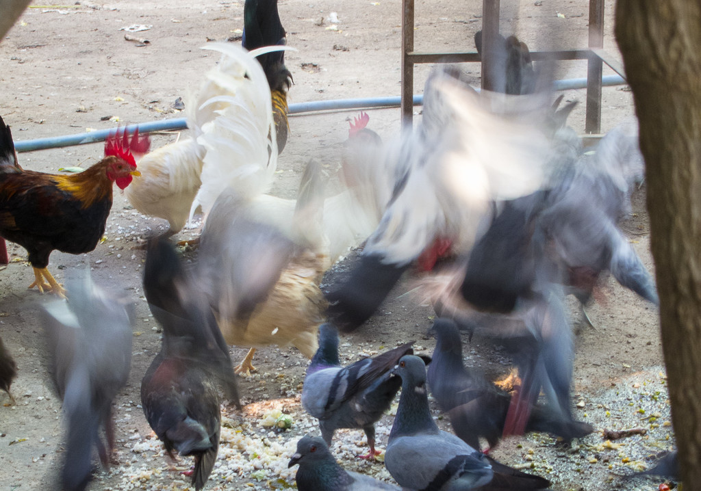 Roosters vs Pigeons by fotoblah