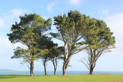 27th Jan 2019 - Coastal Trees
