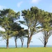 Coastal Trees by cookingkaren