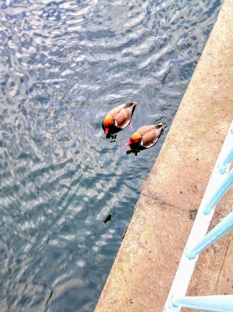 Red crested pochards by boxplayer