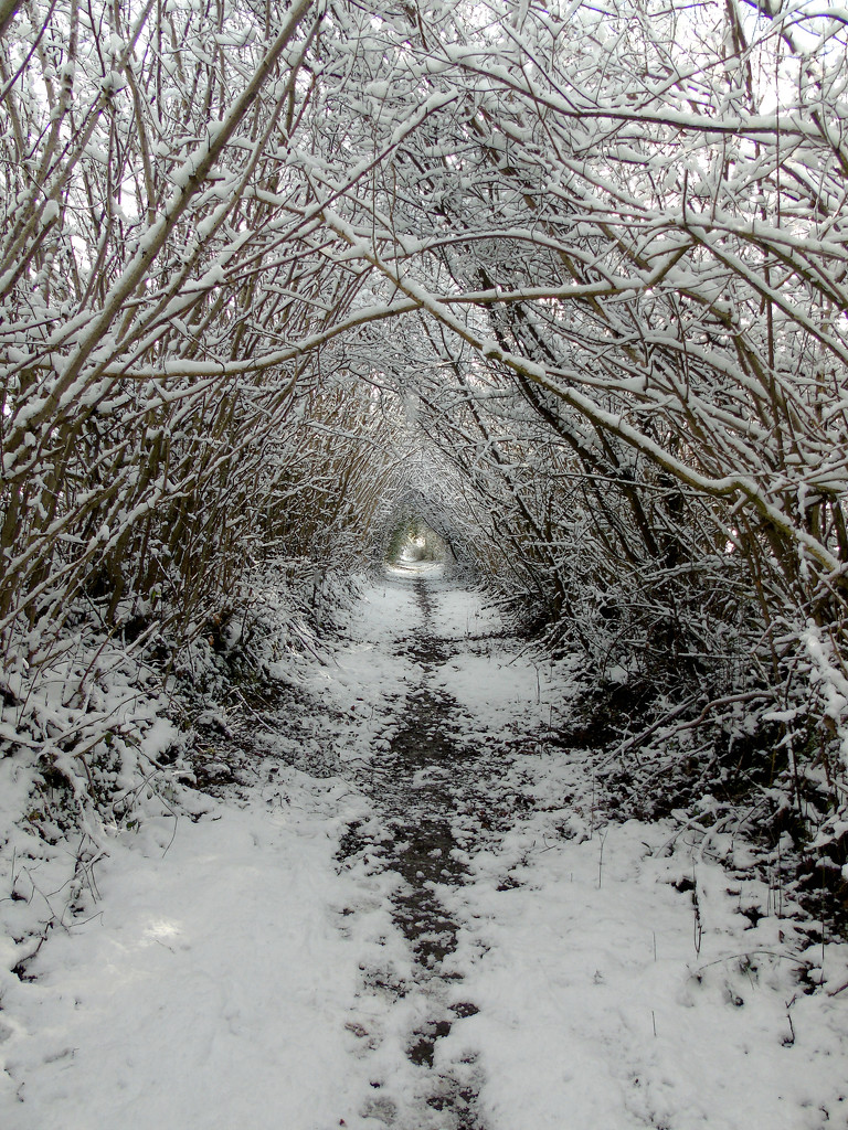 Covered Path by bulldog