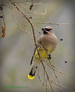 27th Jan 2019 - LHG_4422-Cedwaxwing