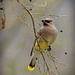 LHG_4422-Cedwaxwing by rontu