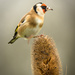 Goldfinch on Teasel by shepherdmanswife