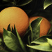 Oranges al Fresco by joysfocus