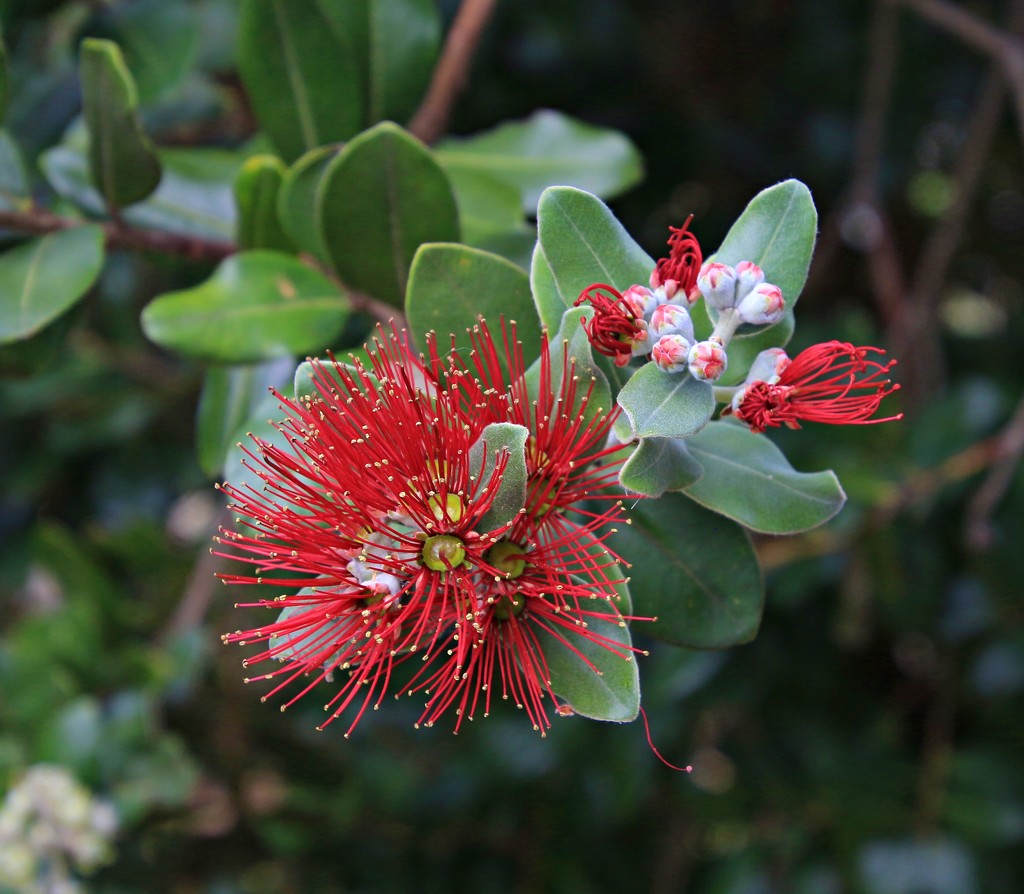 Last of the pohutakawa flowers by kiwinanna