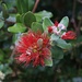 Last of the pohutakawa flowers by kiwinanna