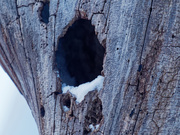 27th Jan 2019 - tree hole