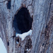 tree hole by rminer