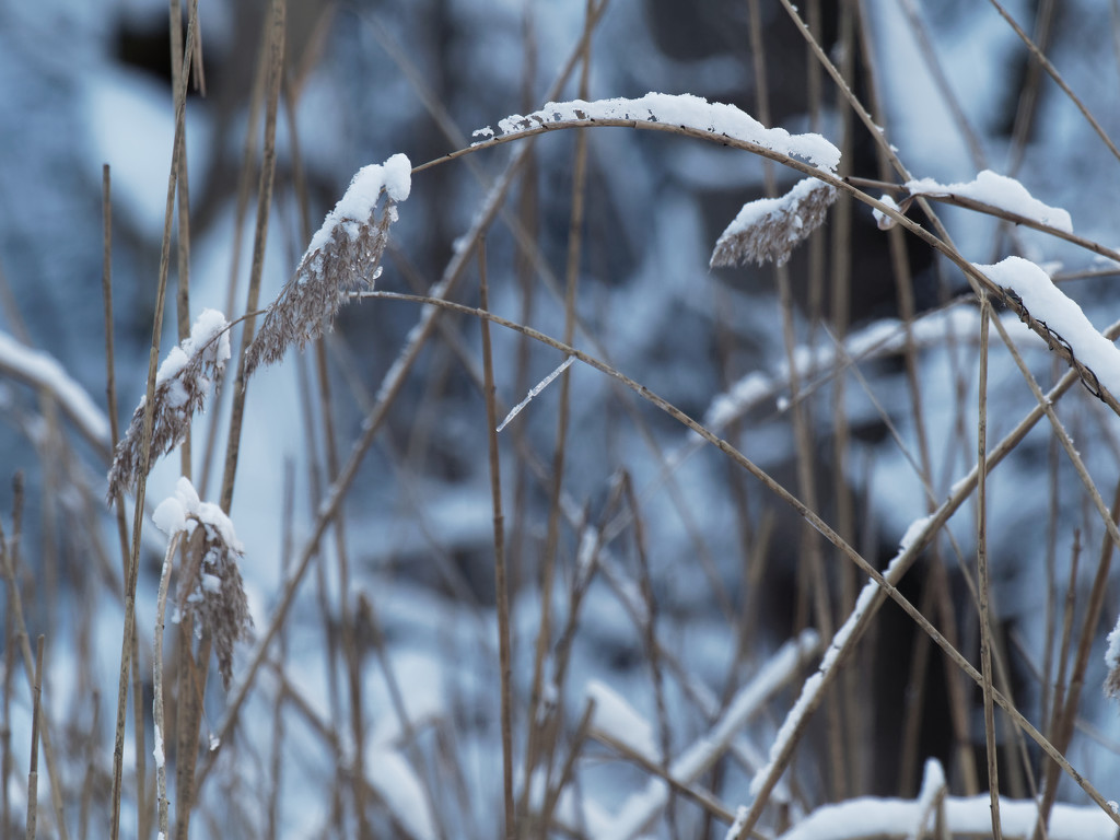 reed and snow by rminer