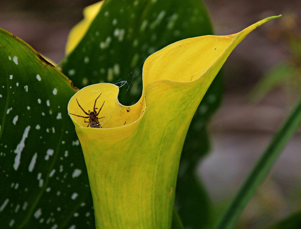 Spider in the lily by kiwinanna
