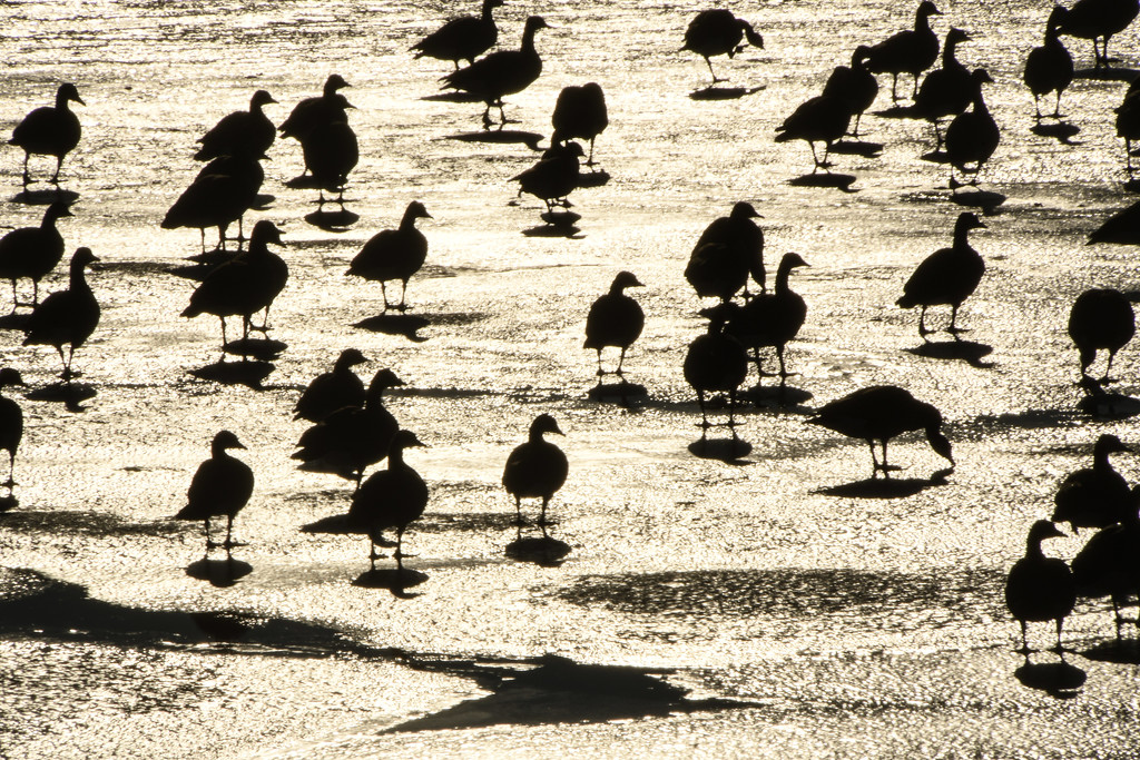 Canadian Geese Silhouettes by kareenking