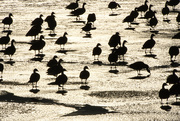 26th Jan 2019 - Canadian Geese Silhouettes