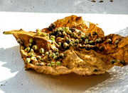 28th Jan 2019 - A dried leaf