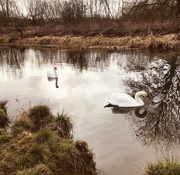 26th Jan 2019 - Swans on river....