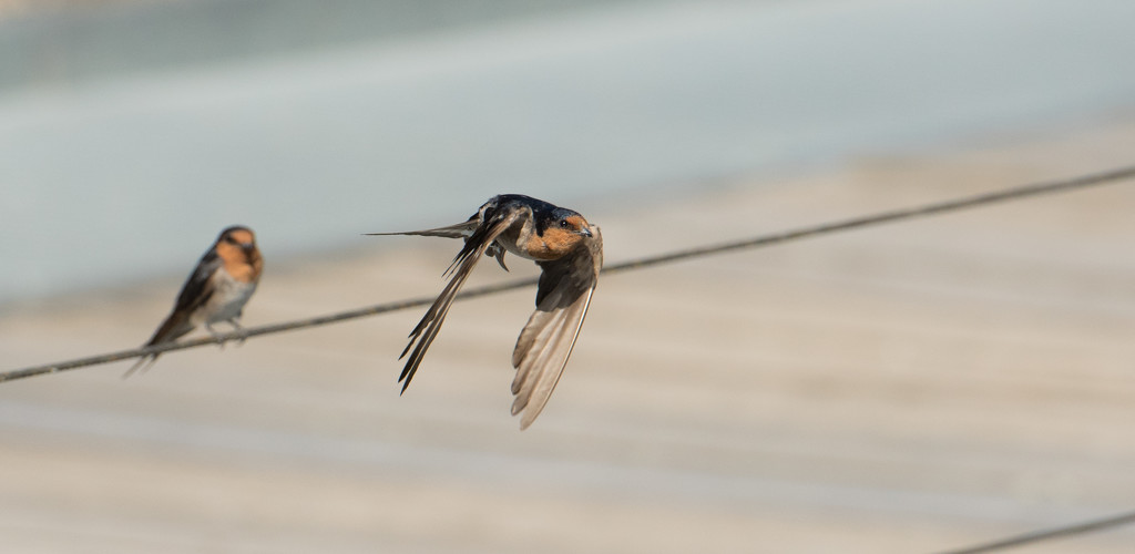 Hello and Goodbye Mr Welcome Swallow by gigiflower