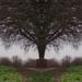 Symmetric tree by jacqbb