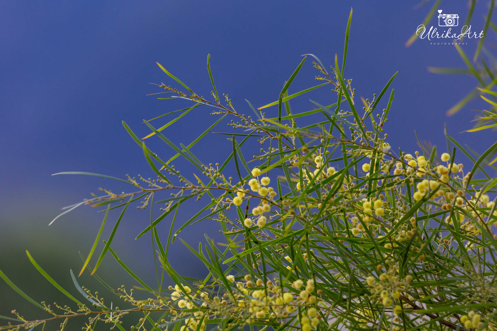 acacia tree flowers by ulla