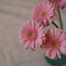 Flower by newbank