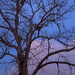 Winter tree, Hampton Park, Charleston by congaree