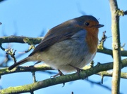 28th Jan 2019 - Chilly robin