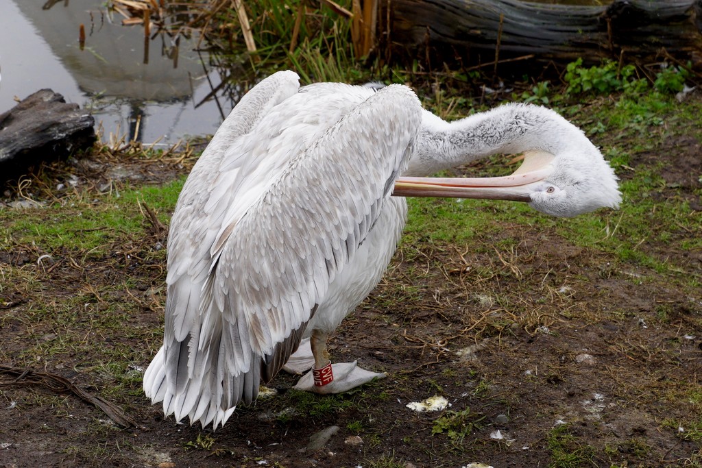 PREENING PELICAN by markp