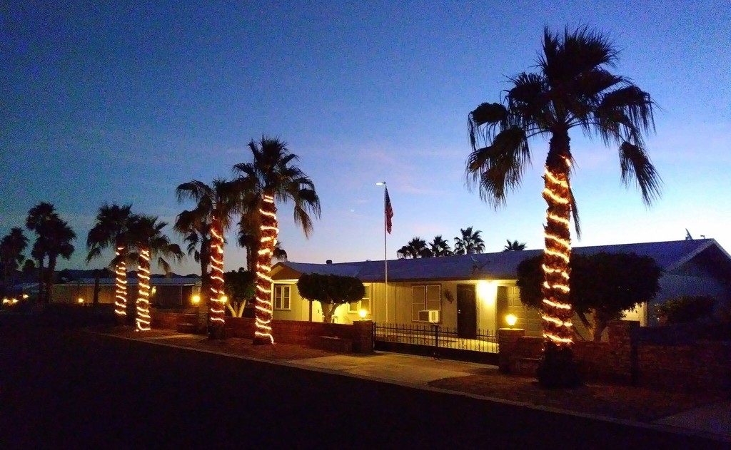 Morning Walk - Palm Trees by stownsend