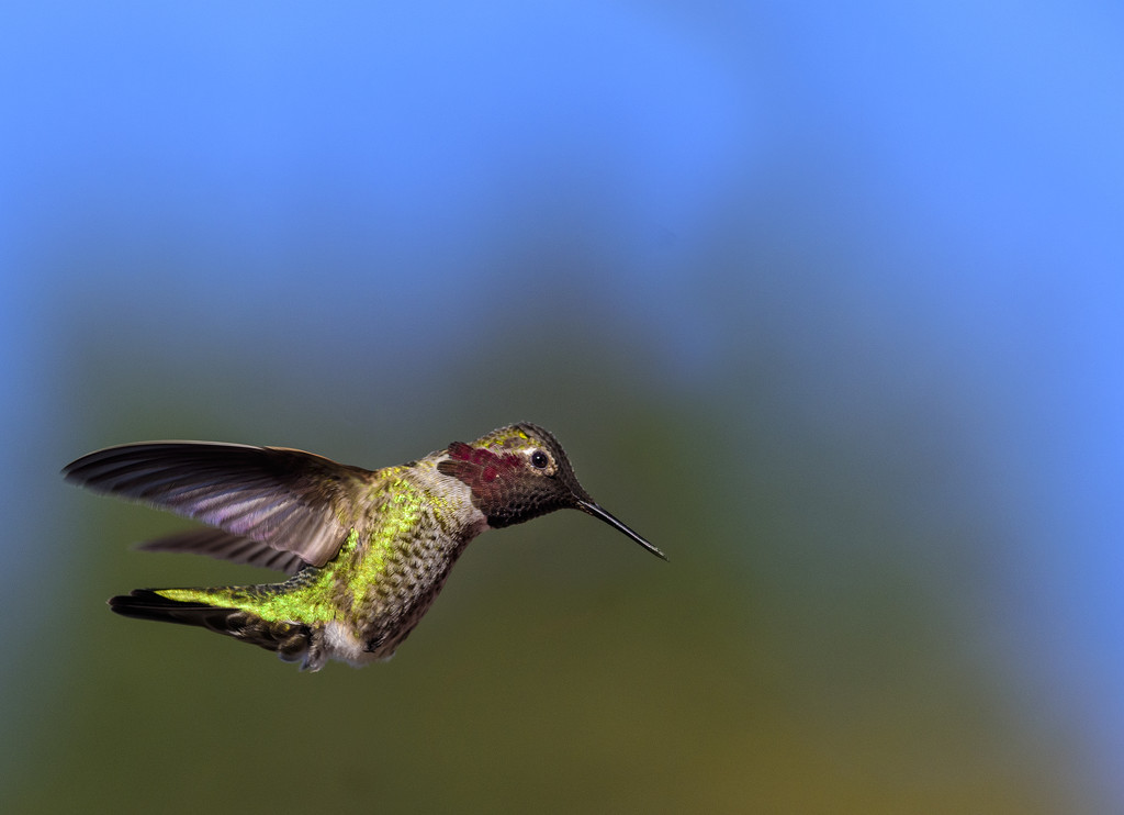 Annas Hummingbird In the Sunlight by jgpittenger